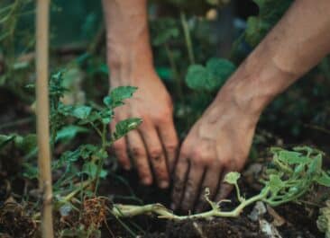 Hands digging in rich soil in a lush garden