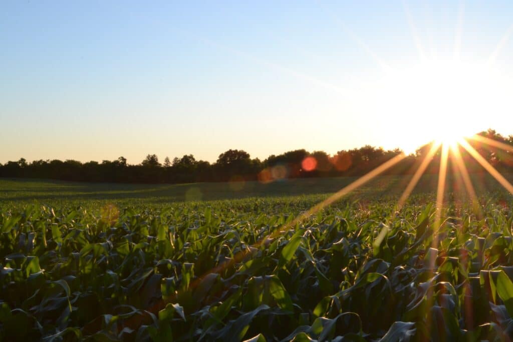 the sun sets over a field full of young corn plants