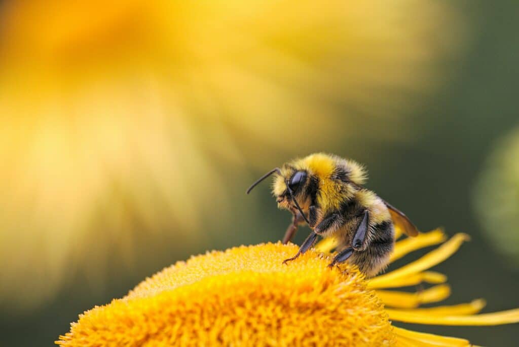 A honey bee on a yellow flower