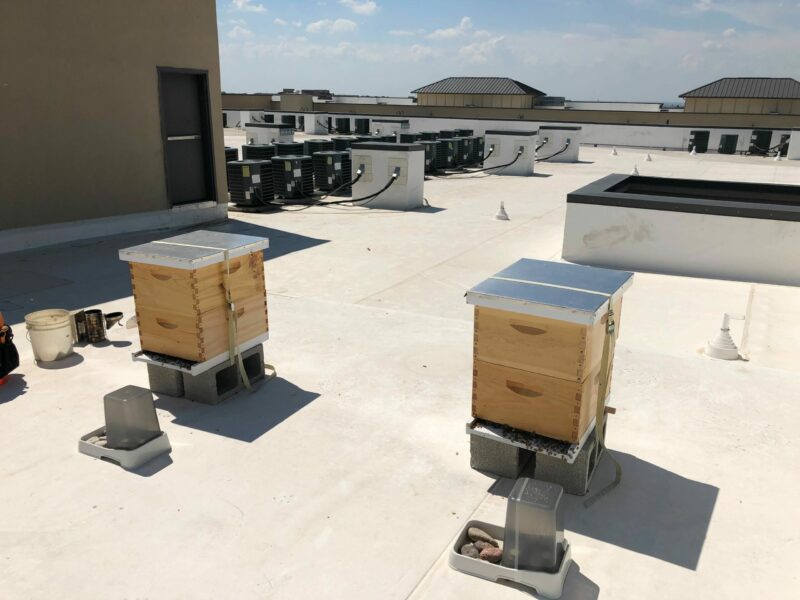 Beehives on the roof rooftop hives at a multi-family property