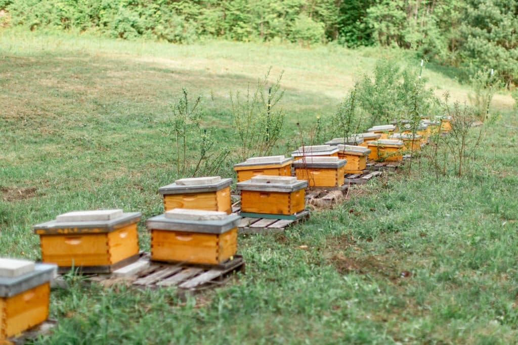 a line of beehives arranged in a row in an apiary