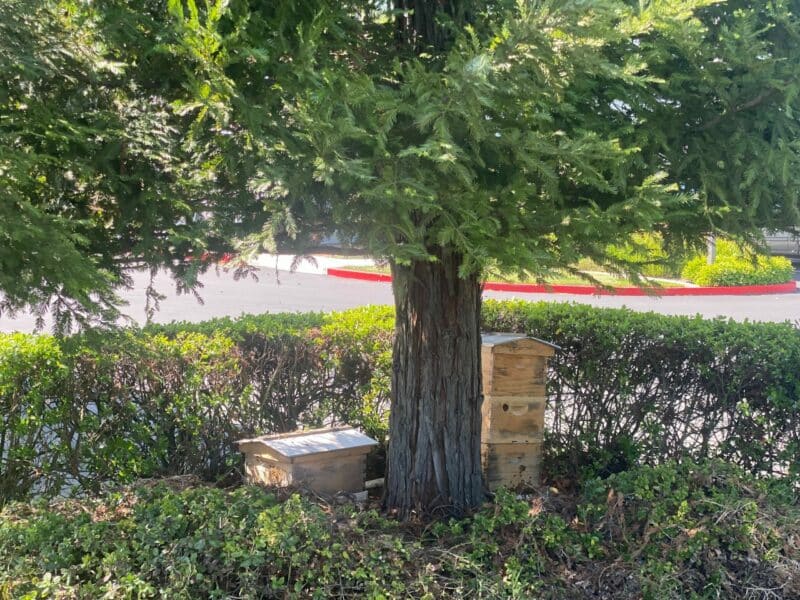Beehives at a multi-family property underneath a tree
