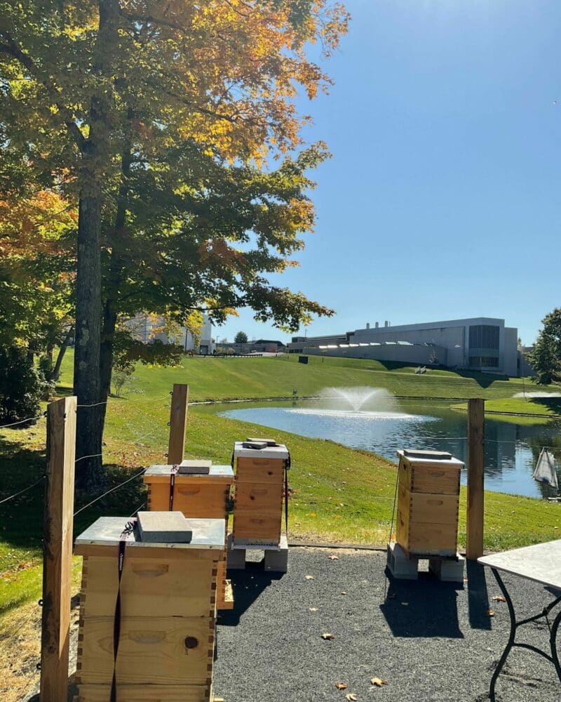 Beehives at a corporate campus in Ridgefield, CT.