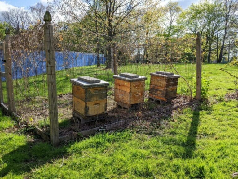 What is an Apiary, and Why Are 2 Hives Better Than 1?