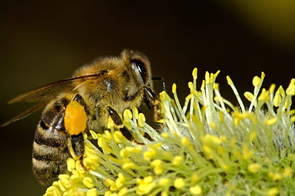 Bee pollen is carried in the pollen baskets on the hind legs of a bee, pictured here