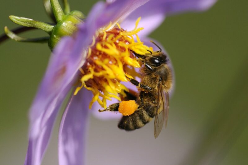 bee-pollen-featured-image-pollenpants