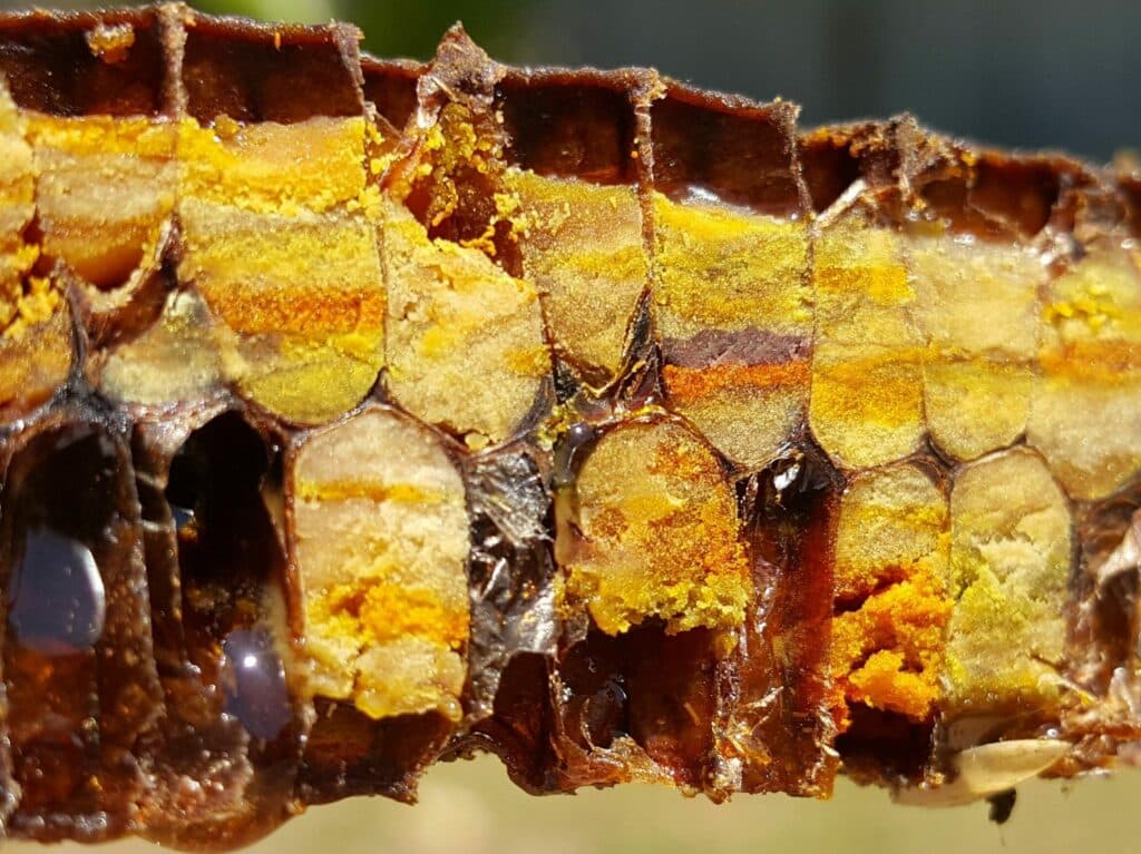 Bee bread cells cut in half, displaying the different color layers of bee pollen