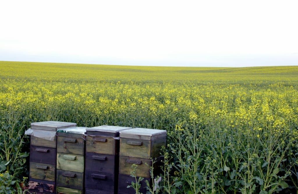 Beehives provide pollination services to a sweeping landscape of canola crop fields