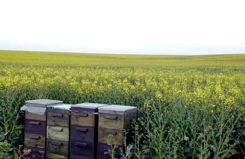 Beehives provide pollination services to a sweeping landscape of canola crop fields, showing the link between bees and agriculture. 