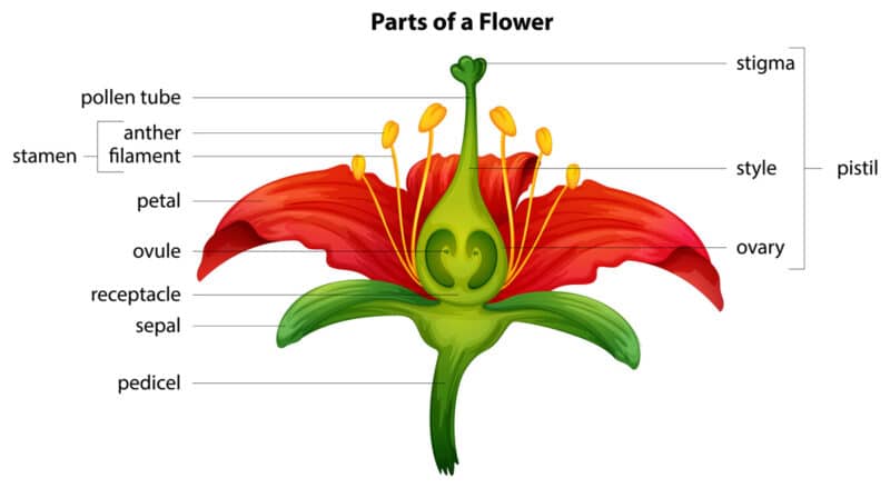 A diagram of the parts of a flower to better understand how pollination works.