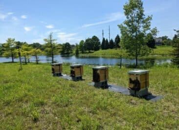 four beehives in front of pond under a blue sky on a property with a WELL certification