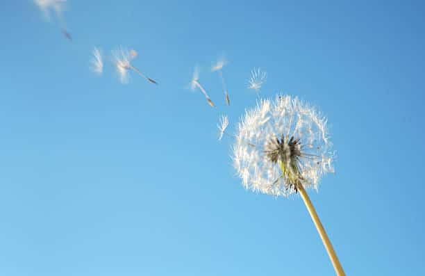 Dandelion seeds being spread by wind pollination against a blue sky.