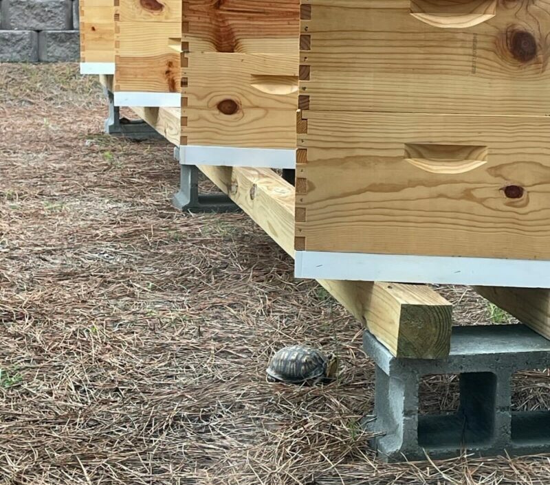 a small turtle hangs out under elevated beehives in the Raleigh area