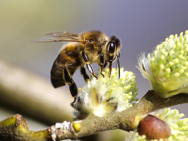 This honey bee sucks up nectar from the white flower, the first step of how do bees make honey