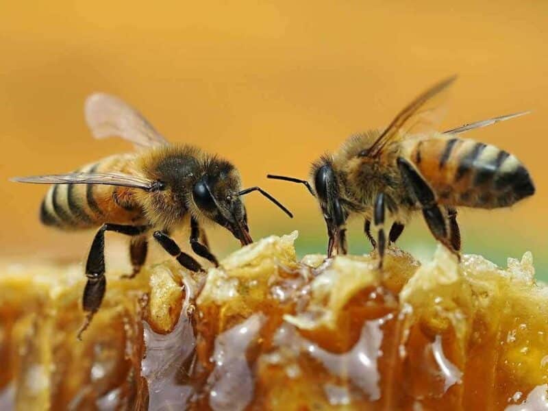 honey is an animal product, which is one part of the answer to the question is honey vegan