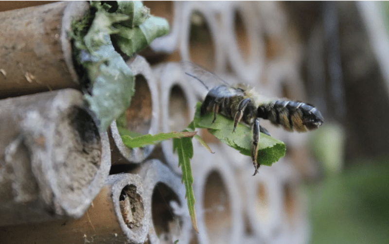 leafcutter bee with leaf fragments lining her nest