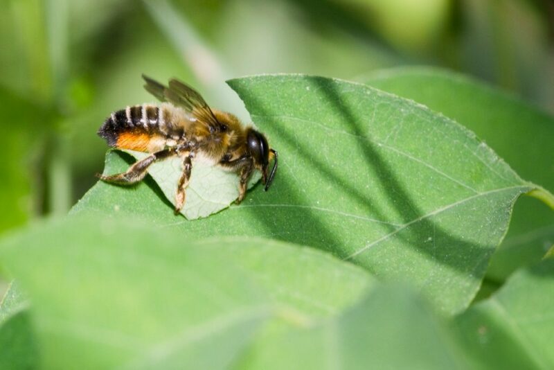 a leafcutter bee chewing out a circular piece of leaf from the leaf's edge