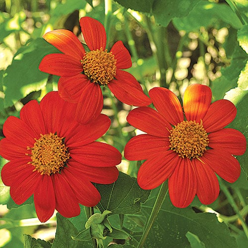 mexican sunflower flowers for pollinators