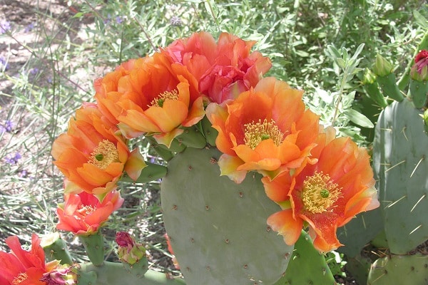 prickly pear cactus flowers good for pollinators