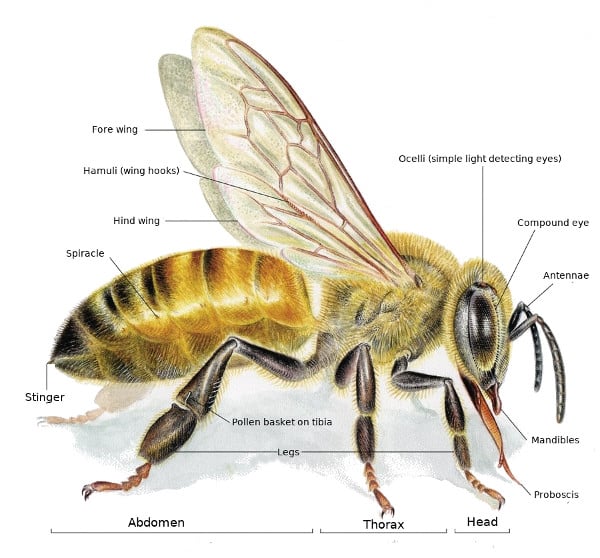 when explaining fun bee facts, it's helpful to have a diagram of bee anatomy, like the one pictured here.