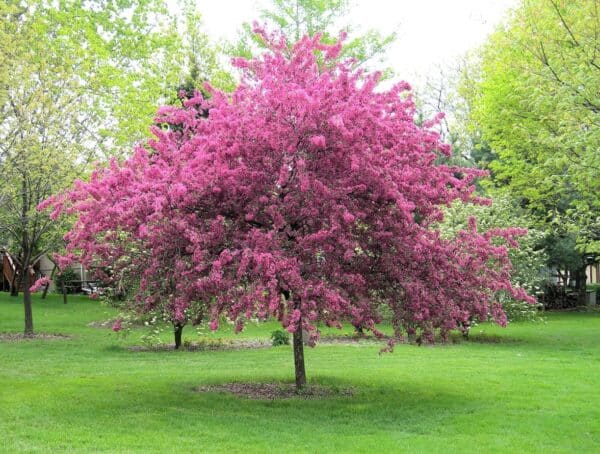 flowering pink crabapple tree