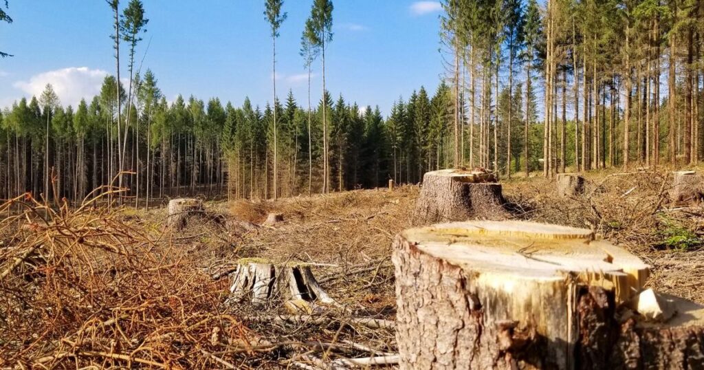 Habitat loss due to deforestation