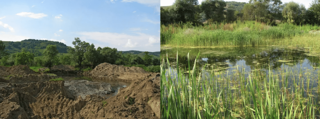 Before and after habitat restoration comparison photos of a wetland