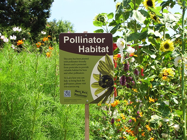 Habitat restoration for pollinators, area marked by an informational sign.