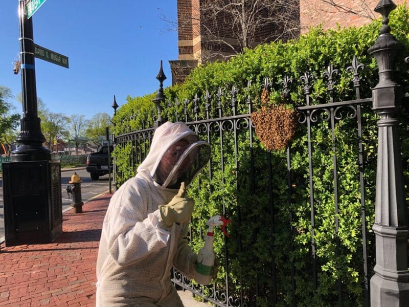 A beekeeper poses for a photo with a bee swarm