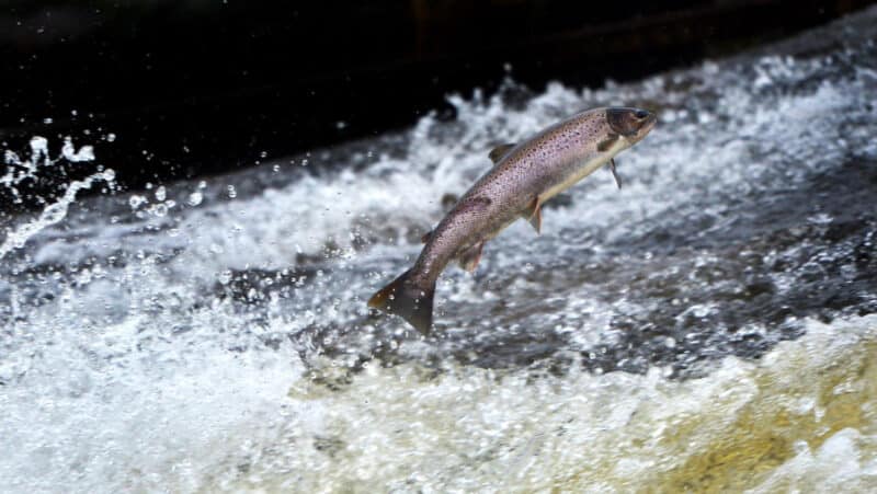 Salmon are an indicator species; pictured here is a salmon jumping out of a river