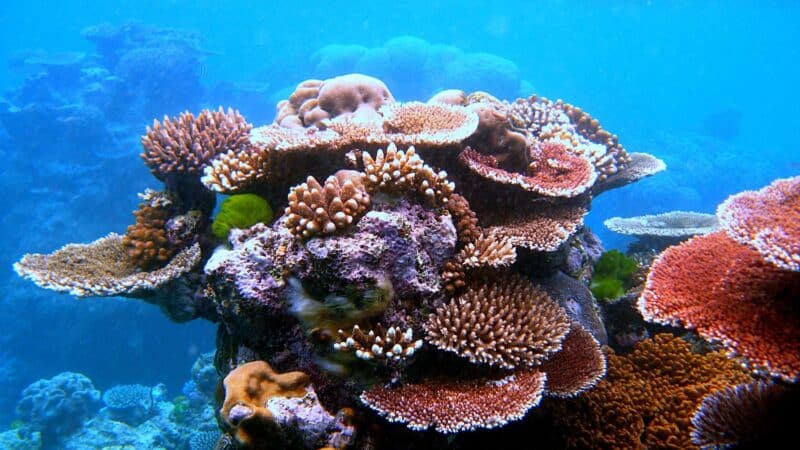 A coral reef, pictured here, is a keystone species; corals are also indicator species