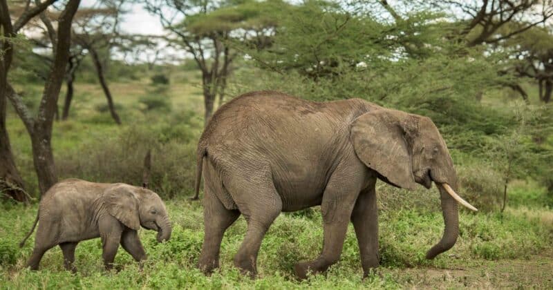 Elephants are an ecosystem engineer keystone species; pictured here is a mother and her calf.