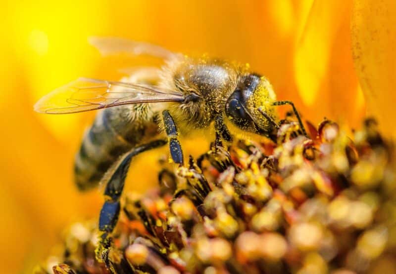 Honey bees are both an indicator species and a keystone species; pictured here is a honey bee covered in pollen.
