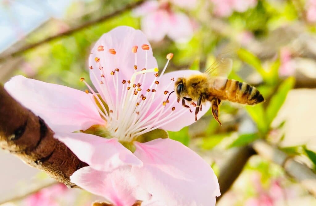 Honey bees are both an indicator species and a keystone species; pictured here is a honey bee pollinating a cherry blossom