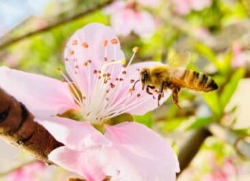 Honey bees are both an indicator species and a keystone species; pictured here is a honey bee pollinating a cherry blossom