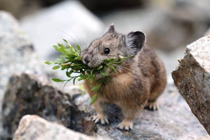 Pikas are an indicator species, as they are highly sensitive to climate change and rising global temperatures.