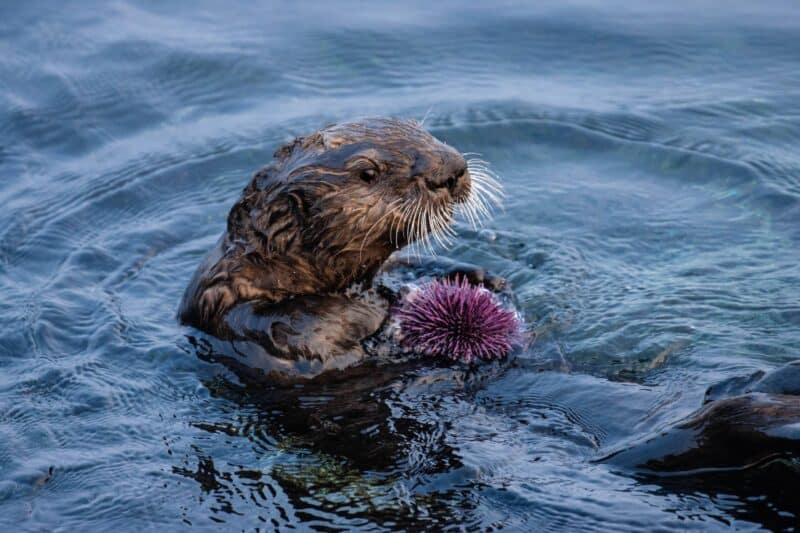 Sea otters, one pictured here holding a sea urchin, are a keystone species.