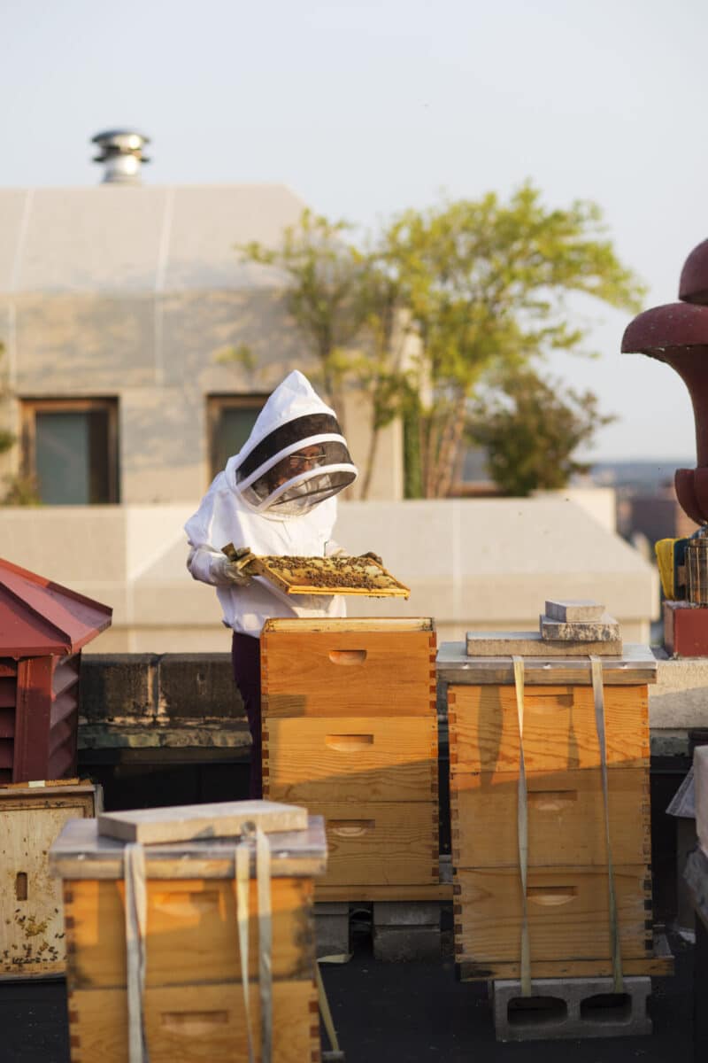A beekeeper wearing a beekeeping hood opens a hive on a rooftop earning LEED points