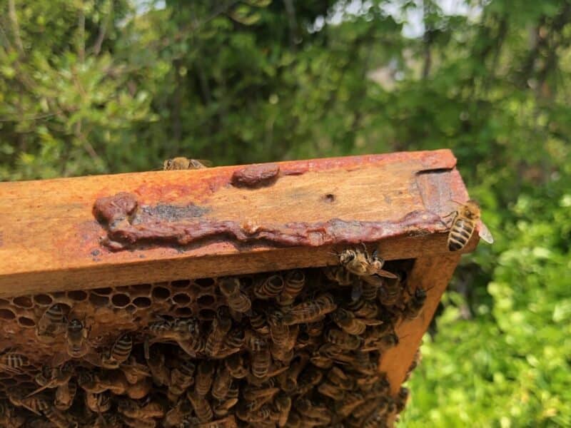 Use of store honey bee