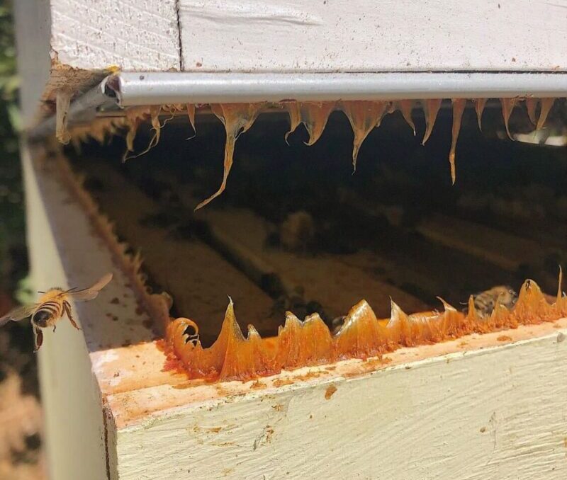 Propolis in spikes as two hive boxes are pulled apart