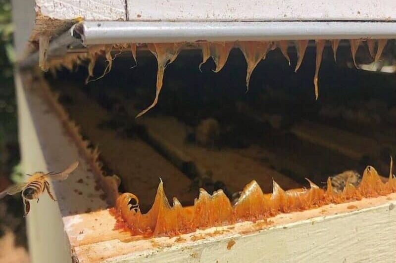 Propolis in spikes as two hive boxes are pulled apart