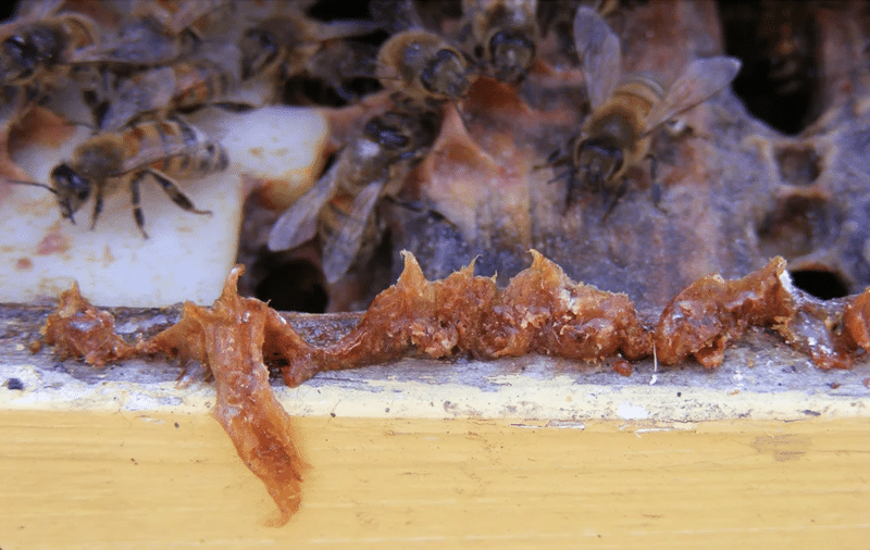 Close-up of red brown propolis on the edge of a frame