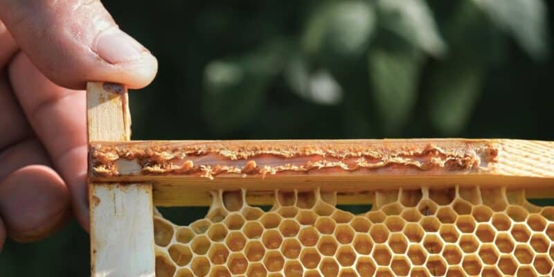 Propolis on the edge of a frame with comb