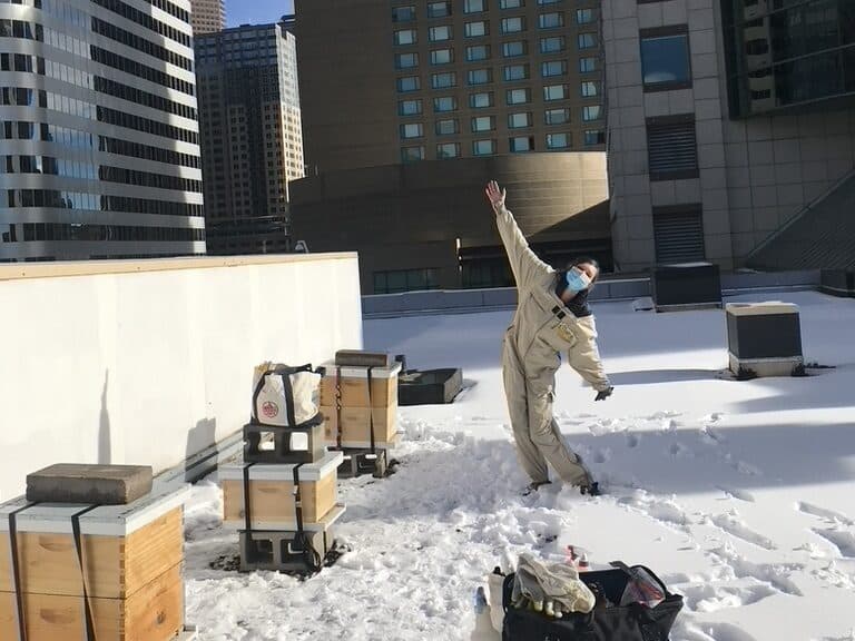 Beekeeper tends to overwintering beehives on a corporate rooftop