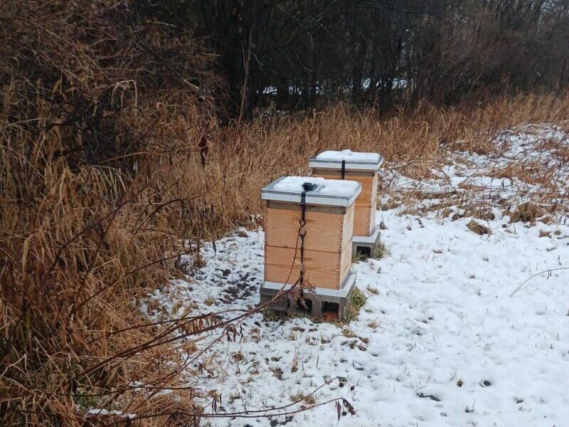 Beehives overwintering in a snowy garden