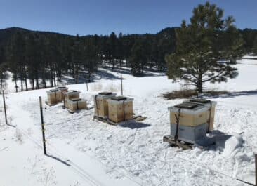 Beehives overwintering in a snowy field under a blue sky