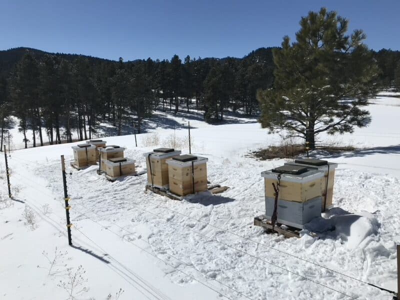 Beehives overwintering in a snowy field under a blue sky