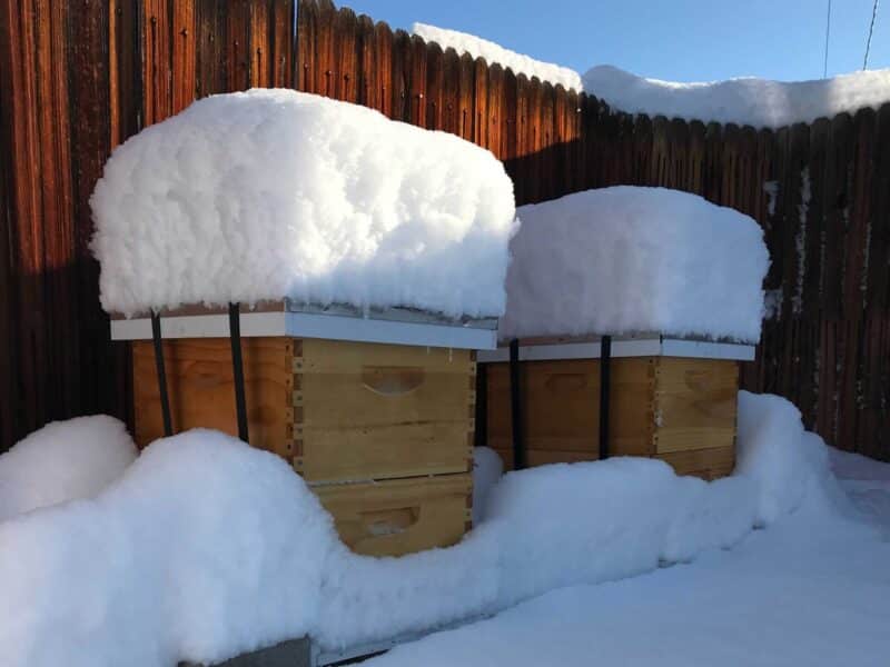 Beehives covered in snow overwintering