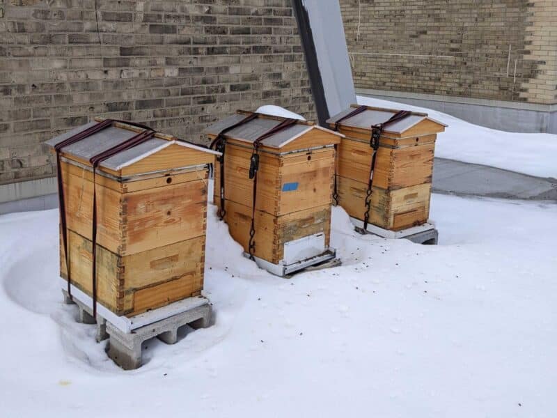 three beehives overwintering on a snowy rooftop