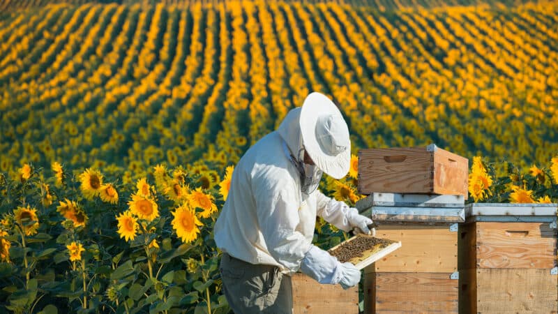 Beehives in a sunflower field displaying the connection between bees and agriculture